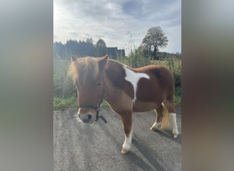 Mini pony Shetland, Yegua, 8 años, 83 cm, Pío