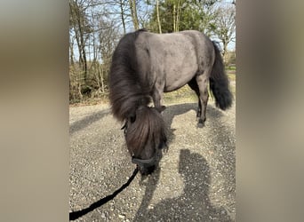 Mini pony Shetland, Yegua, 8 años, 85 cm, Negro
