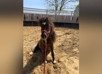 Mini pony Shetland, Yegua, 9 años, 72 cm, Negro