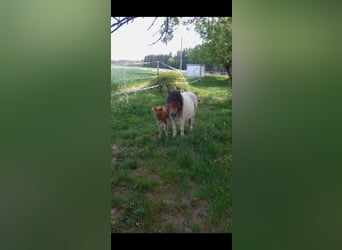 Mini pony Shetland, Yegua, Potro (05/2025), 83 cm, Castaño