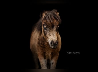 Mini pony Shetland, Yegua, Potro (05/2023), 86 cm, Castaño oscuro