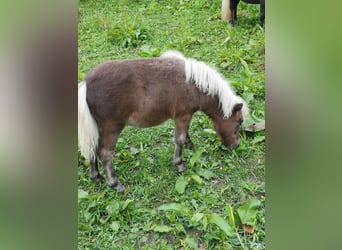 Mini pony Shetland, Yegua, Potro (05/2023), Alazán-tostado