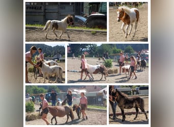 Mini pony Shetland, Yegua, Potro (01/2024)