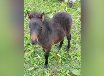 Mini pony Shetland, Yegua, Potro (06/2023), Morcillo