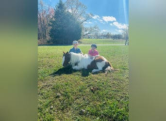 Mini Shetland Pony, Gelding, 10 years, 13 hh, Sorrel