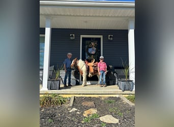 Mini Shetland Pony, Gelding, 10 years, 13 hh, Sorrel