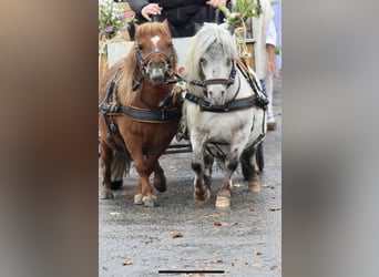 Mini Shetland Pony, Gelding, 10 years