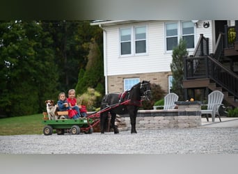 Mini Shetland Pony, Gelding, 11 years, 9,1 hh, Black