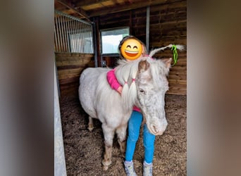 Mini Shetland Pony, Gelding, 11 years, 9.1 hh, White