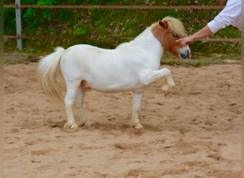 Mini Shetland Pony Mix, Gelding, 13 years, 7.3 hh, Gray