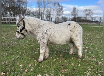 Mini Shetland Pony, Gelding, 13 years, 7.3 hh, Leopard-Piebald