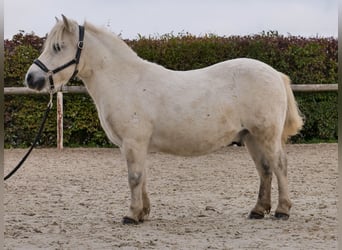 Mini Shetland Pony, Gelding, 13 years, 9,1 hh, Grey