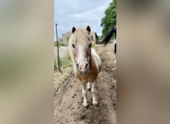 Mini Shetland Pony, Gelding, 14 years, 8.2 hh