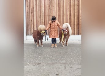 Mini Shetland Pony, Gelding, 14 years, 8.3 hh, Chestnut-Red Mini Shetland Pony, Gelding, 14 years, 8.3 hh, Chestnut-Red