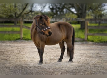 Mini Shetland Pony, Wallach, 17 Jahre, 8,1 hh, Brauner