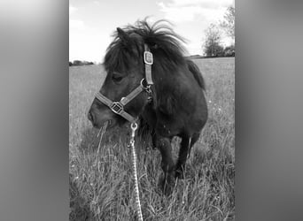 Mini Shetland Pony, Gelding, 17 years, 9.2 hh, Black