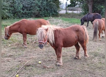 Mini Shetland Pony, Gelding, 18 years, 8.3 hh