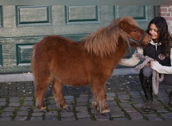 Mini Shetland Pony, Gelding, 1 year, Chestnut-Red