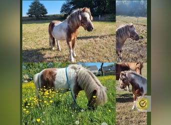 Mini Shetland Pony, Gelding, 27 years, 7.3 hh, Pinto