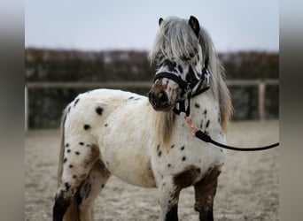 Mini Shetland Pony, Gelding, 2 years, 7,3 hh, Leopard-Piebald