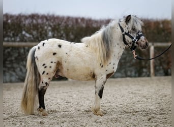 Mini Shetland Pony, Gelding, 2 years, 7,3 hh, Leopard-Piebald