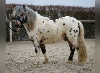 Mini Shetland Pony, Gelding, 2 years, 7,3 hh, Leopard-Piebald