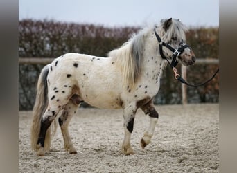 Mini Shetland Pony, Gelding, 2 years, 7,3 hh, Leopard-Piebald