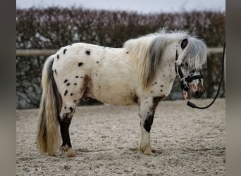 Mini Shetland Pony, Gelding, 2 years, 7,3 hh, Leopard-Piebald