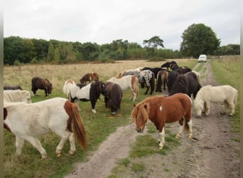 Mini Shetland Pony Mix, Gelding, 2 years, Pinto