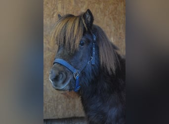 Mini Shetland Pony, Gelding, 3 years, 7.3 hh, Chestnut