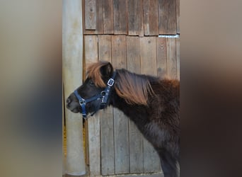 Mini Shetland Pony, Gelding, 3 years, 7,3 hh, Chestnut