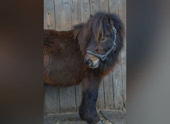 Mini Shetland Pony, Gelding, 3 years, 7,3 hh, Chestnut