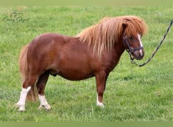 Mini Shetland Pony, Gelding, 3 years, 8 hh, Pinto
