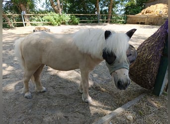 Mini Shetland Pony, Gelding, 3 years, 8,1 hh, Palomino