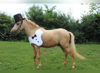 Mini Shetland Pony, Gelding, 3 years, 9.1 hh, Palomino