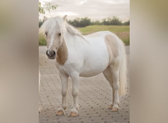 Mini Shetland Pony, Gelding, 4 years, 8,1 hh, Palomino