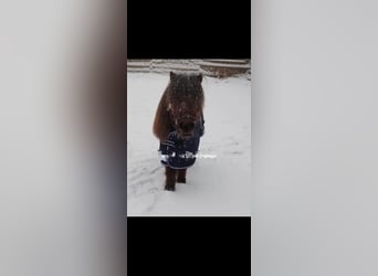 Mini Shetland Pony, Wallach, 4 Jahre, 8 hh, Brauner