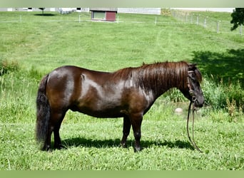 Mini Shetland Pony, Gelding, 4 years, 8,1 hh, Bay-Dark