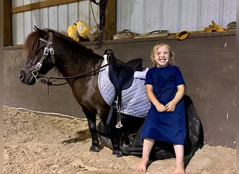 Mini Shetland Pony, Gelding, 4 years, 8,1 hh, Bay-Dark