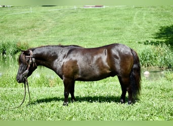 Mini Shetland Pony, Gelding, 4 years, 8,1 hh, Bay-Dark