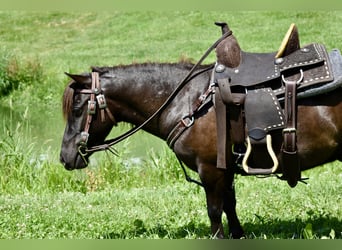 Mini Shetland Pony, Gelding, 4 years, 8,1 hh, Bay-Dark