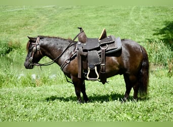 Mini Shetland Pony, Gelding, 4 years, 8,1 hh, Bay-Dark