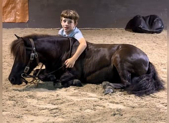 Mini Shetland Pony, Gelding, 4 years, 8,1 hh, Bay-Dark