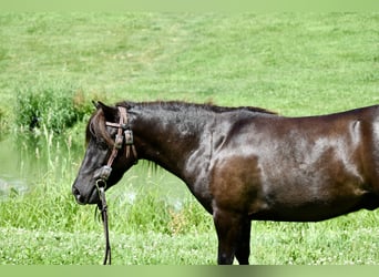 Mini Shetland Pony, Gelding, 4 years, 8,1 hh, Bay-Dark