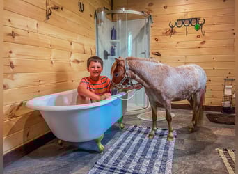 Mini Shetland Pony, Gelding, 5 years, 8.3 hh, Roan-Red