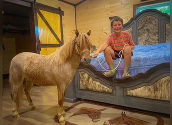 Mini Shetland Pony, Gelding, 5 years, 8.3 hh, Roan-Red