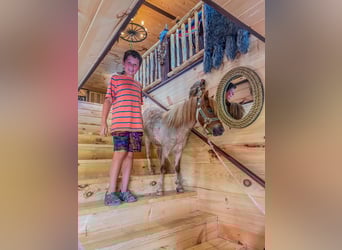 Mini Shetland Pony, Gelding, 5 years, 8.3 hh, Roan-Red