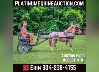 Mini Shetland Pony, Gelding, 5 years, 8,3 hh, Roan-Red