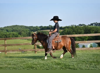 Mini Shetland Pony, Gelding, 5 years, 9 hh, Pinto