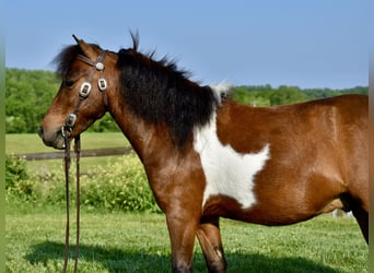 Mini Shetland Pony, Gelding, 5 years, 9 hh, Pinto